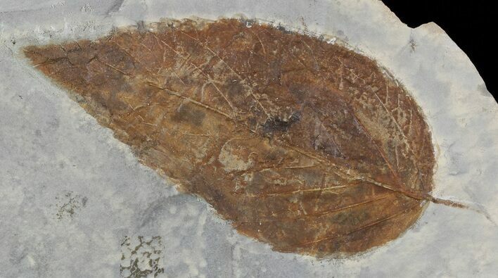 Fossil Hackberry Leaf - Montana #52234